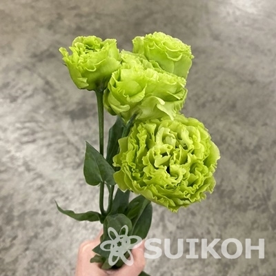 アンバーダブル(2型)ミント
