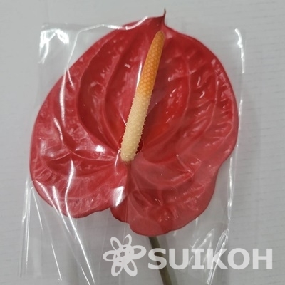 レッドサン