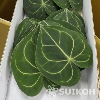 シロシマウチワ