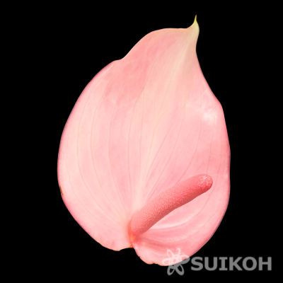 ピンクムーン
